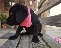 Nora, a female Labrador Retriever for sale in Douglas, GA – Photo 4 of 5