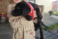 Nora, a female Labrador Retriever for sale in Douglas, GA – Photo 3 of 5