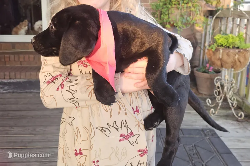 Nora – Labrador Retriever puppy for sale in Douglas, GA