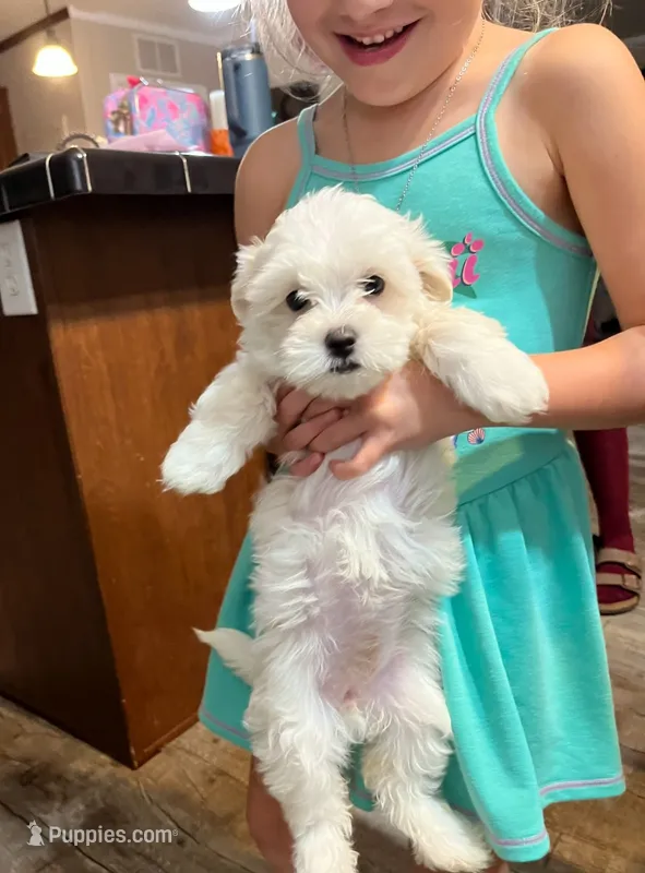 Pearl  – Maltipoo puppy for sale in Douglas, GA