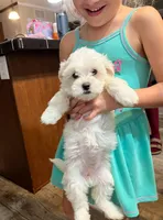 Pearl , a female Maltipoo for sale in Douglas, GA – 1 of 2