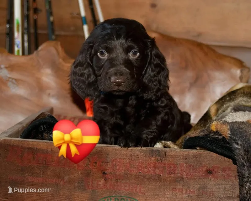 Runt – Boykin Spaniel puppy for sale in Douglas, GA