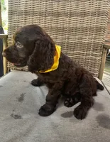 Tuck, a male Boykin Spaniel for sale in Douglas, GA – 5 of 7