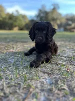 Kager, a male Boykin Spaniel for sale in Douglas, GA – 3 of 4