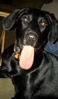 George , a male Labrador Retriever for sale in Douglas, GA – 2 of 3