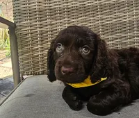 Tuck, a male Boykin Spaniel for sale in Douglas, GA – 7 of 7