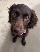 Missy, a female Boykin Spaniel for sale in Douglas, GA – 4 of 5