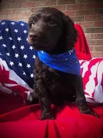 Maxwell..Max, a male Boykin Spaniel for sale in Douglas, GA – 3 of 5