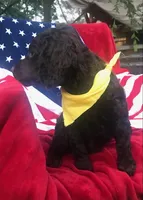 Christopher , a male Boykin Spaniel for sale in Douglas, GA – 3 of 4