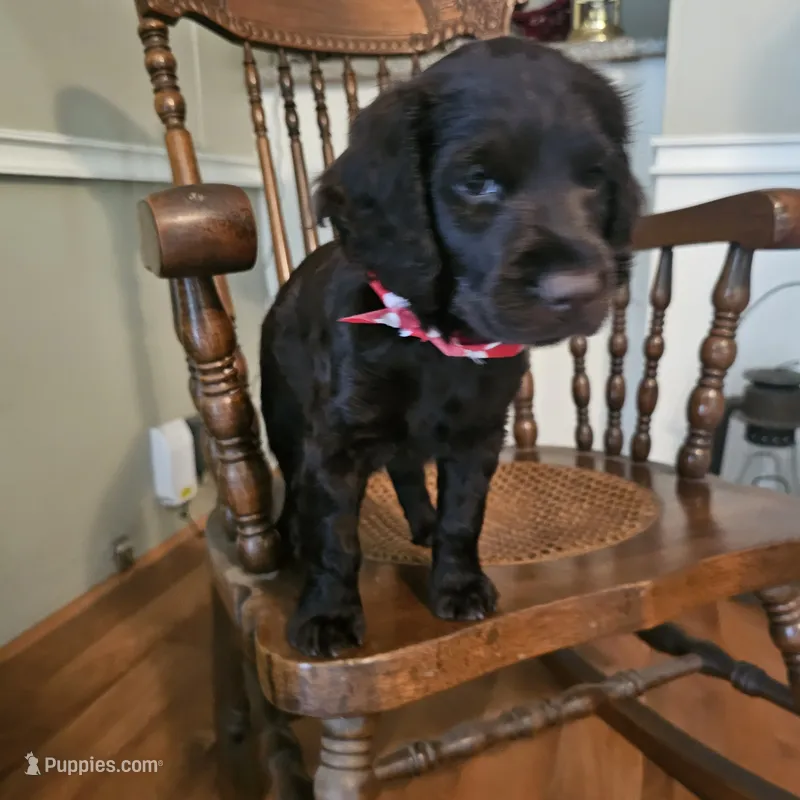 Sam – Boykin Spaniel puppy for sale in Douglas, GA