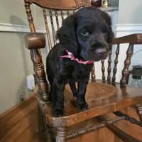 Sam, a male Boykin Spaniel for sale in Douglas, GA – 1 of 6