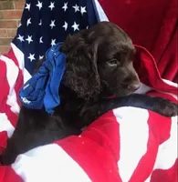 Max , a male Boykin Spaniel for sale in Douglas, GA – 3 of 4