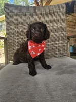 Razor , a male Boykin Spaniel for sale in Douglas, GA – 3 of 7