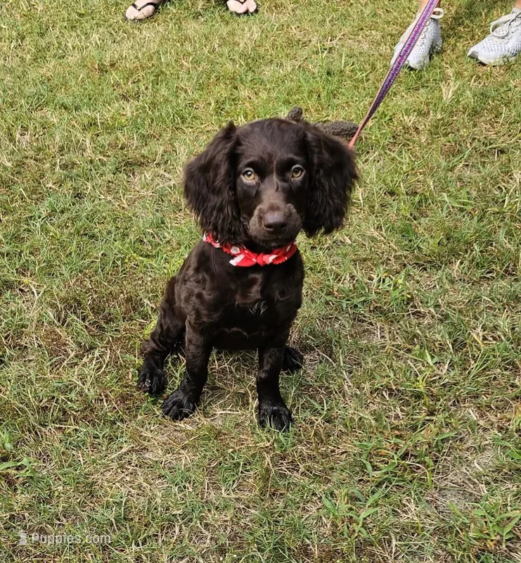 Greg – Boykin Spaniel puppy for sale in Douglas, GA