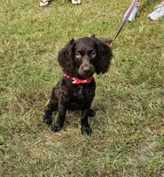 Greg, a male Boykin Spaniel for sale in Douglas, GA – 1 of 3