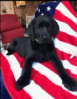 George , a male Labrador Retriever for sale in Douglas, GA – 2 of 5