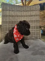 Razor , a male Boykin Spaniel for sale in Douglas, GA – 4 of 7