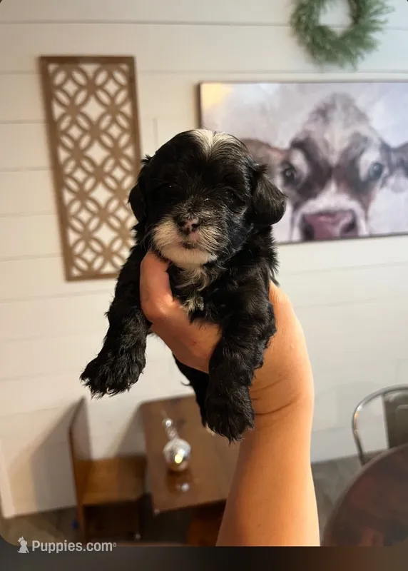 Skunk  – Maltipoo puppy for sale in Douglas, GA