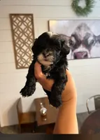 Skunk , a male Maltipoo for sale in Douglas, GA – 1 of 1