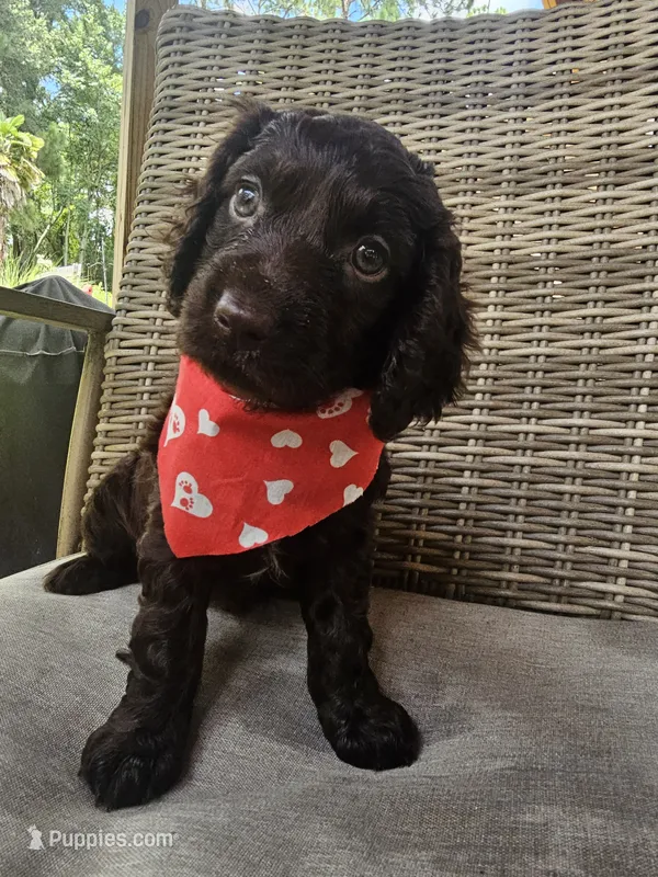 Razor  – Boykin Spaniel puppy for sale in Douglas, GA