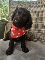 Razor , a male Boykin Spaniel for sale in Douglas, GA – 1 of 7