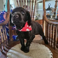 Sam, a male Boykin Spaniel for sale in Douglas, GA – 2 of 6