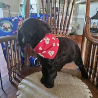 Sam, a male Boykin Spaniel for sale in Douglas, GA – 3 of 6