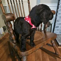 Sam, a male Boykin Spaniel for sale in Douglas, GA – 5 of 6