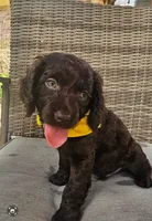 Tuck, a male Boykin Spaniel for sale in Douglas, GA – 2 of 7