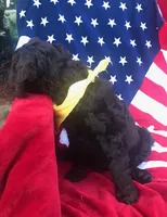 Christopher , a male Boykin Spaniel for sale in Douglas, GA – 4 of 4