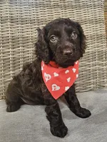 Razor , a male Boykin Spaniel for sale in Douglas, GA – 7 of 7