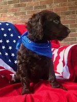 Max , a male Boykin Spaniel for sale in Douglas, GA – 4 of 4