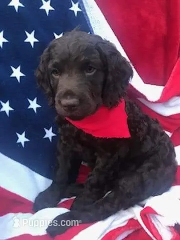 Buck – Boykin Spaniel puppy for sale in Douglas, GA