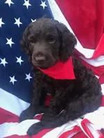 Buck, a male Boykin Spaniel for sale in Douglas, GA – 1 of 3
