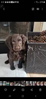 Jackson , a male Boykin Spaniel for sale in Douglas, GA – 2 of 2