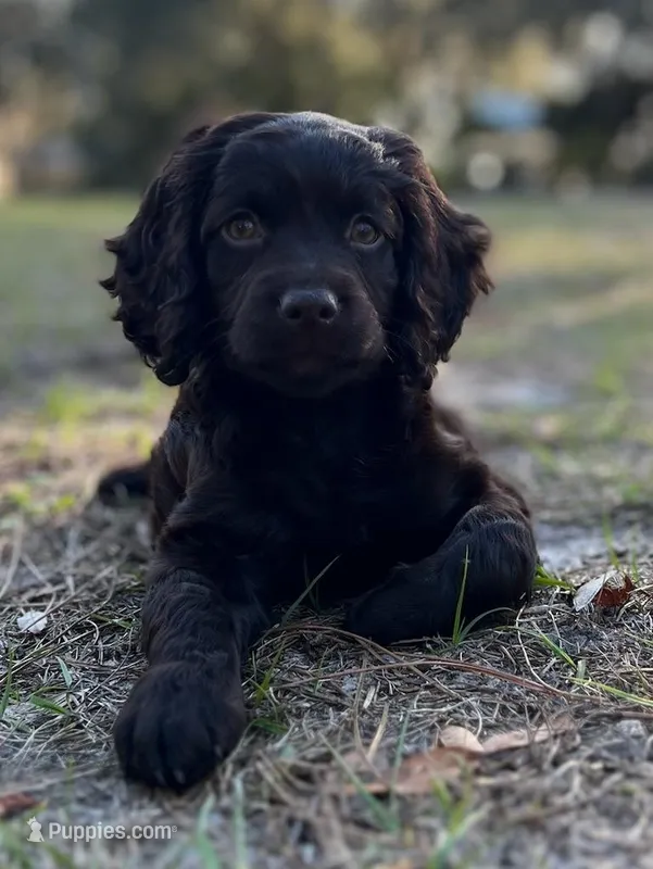 Kager – Boykin Spaniel puppy for sale in Douglas, GA
