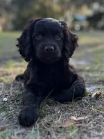 Kager, a male Boykin Spaniel for sale in Douglas, GA – 1 of 4