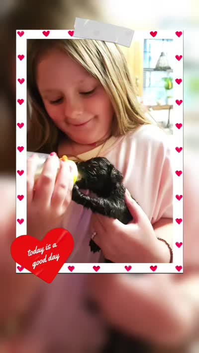 Runt, a female Boykin Spaniel for sale in Douglas, GA – 3 of 3