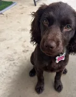 Missy, a female Boykin Spaniel for sale in Douglas, GA – 3 of 5