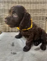 Tuck, a male Boykin Spaniel for sale in Douglas, GA – 6 of 7