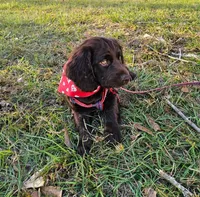 Greg, a male Boykin Spaniel for sale in Douglas, GA – 3 of 3
