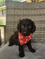 Razor , a male Boykin Spaniel for sale in Douglas, GA – 2 of 7
