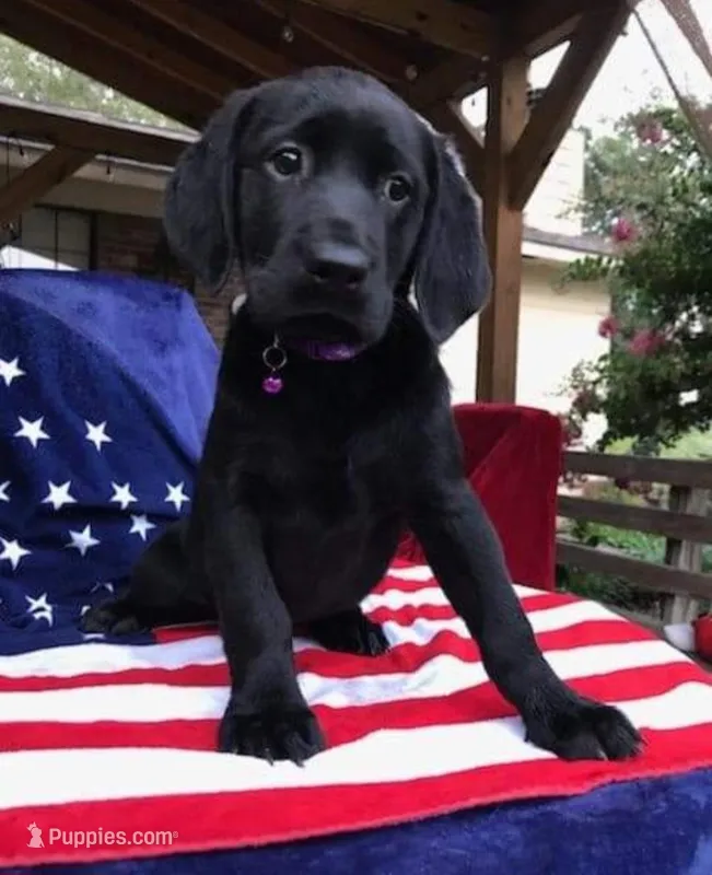 Tom – Labrador Retriever puppy for sale in Douglas, GA