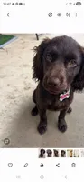 Missy, a female Boykin Spaniel for sale in Douglas, GA – 5 of 5