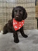 Razor , a male Boykin Spaniel for sale in Douglas, GA – 5 of 7