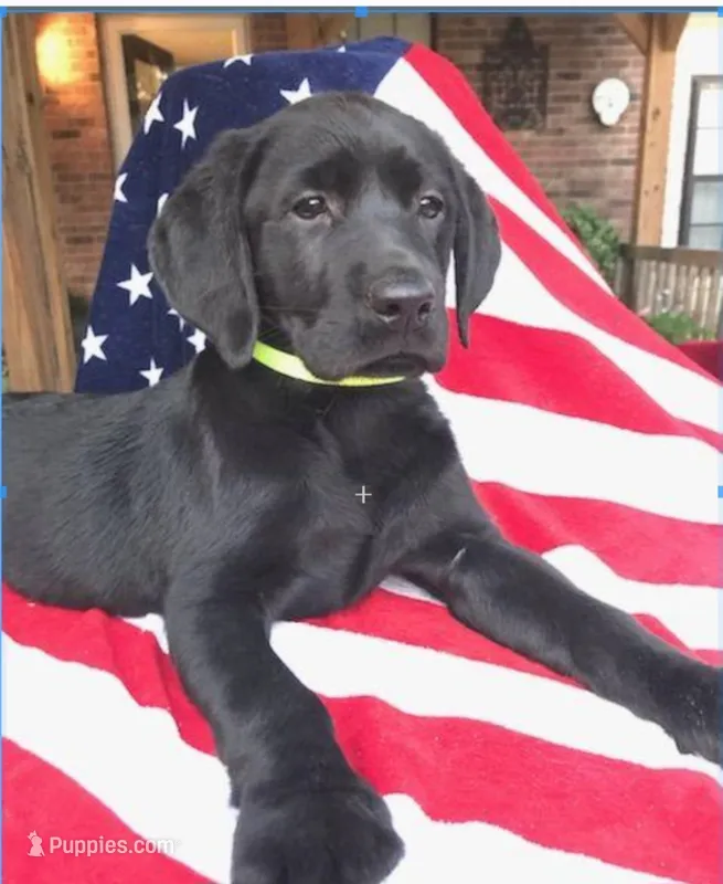 George  – Labrador Retriever puppy for sale in Douglas, GA
