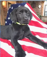 George , a male Labrador Retriever for sale in Douglas, GA – 1 of 5