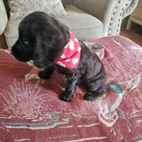 Sam, a male Boykin Spaniel for sale in Douglas, GA – 4 of 6