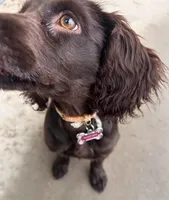Missy, a female Boykin Spaniel for sale in Douglas, GA – 2 of 5