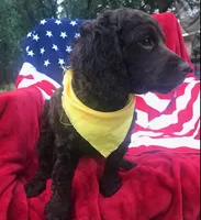 Christopher , a male Boykin Spaniel for sale in Douglas, GA – 1 of 4
